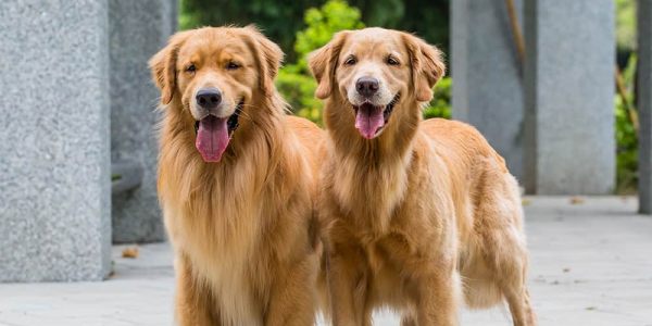 dog sit london