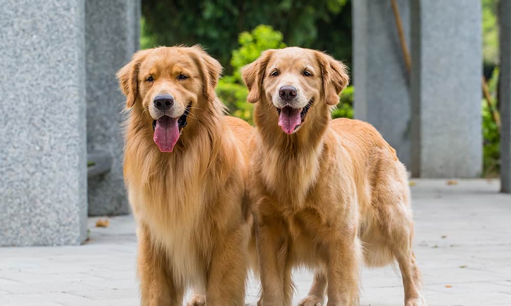 dog sit london