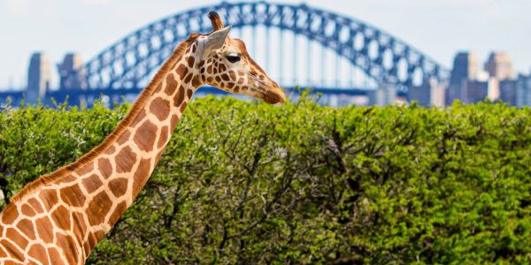 taronga-zoo