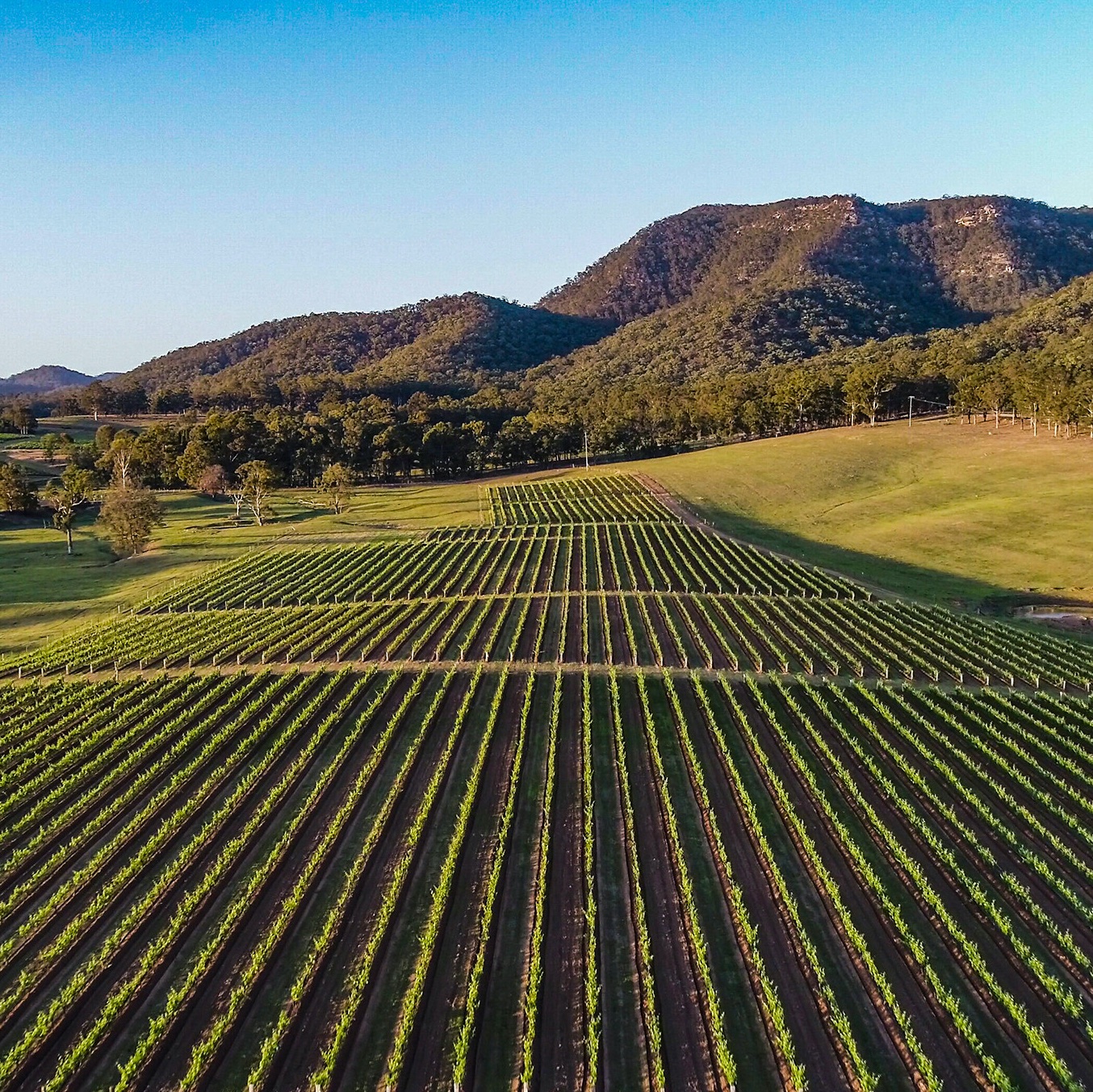 vineyards