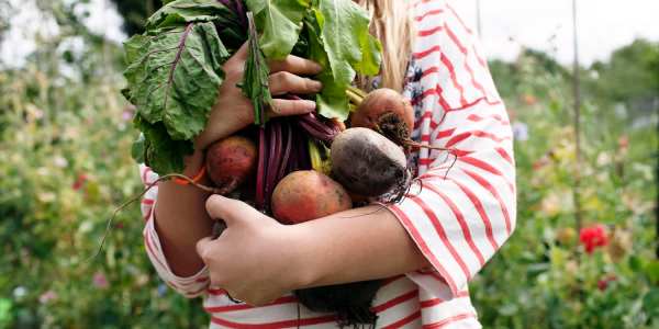 Vegetable-garden
