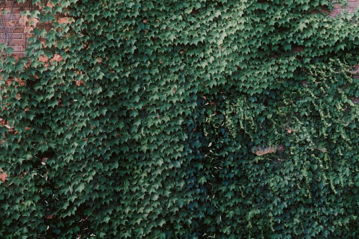 English Ivy