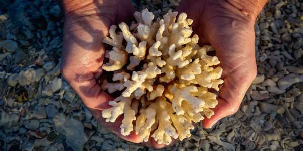 UNESCO reef listing
