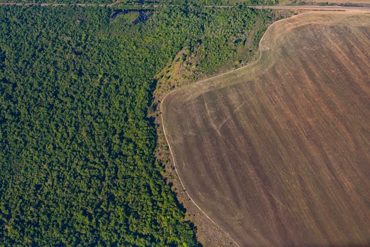 Amazon deforestation