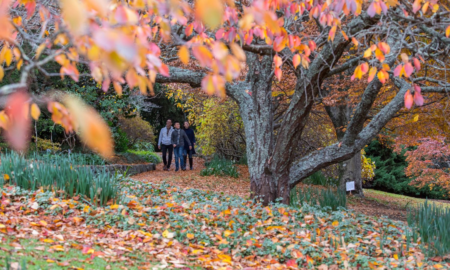 autumn leaves nsw 