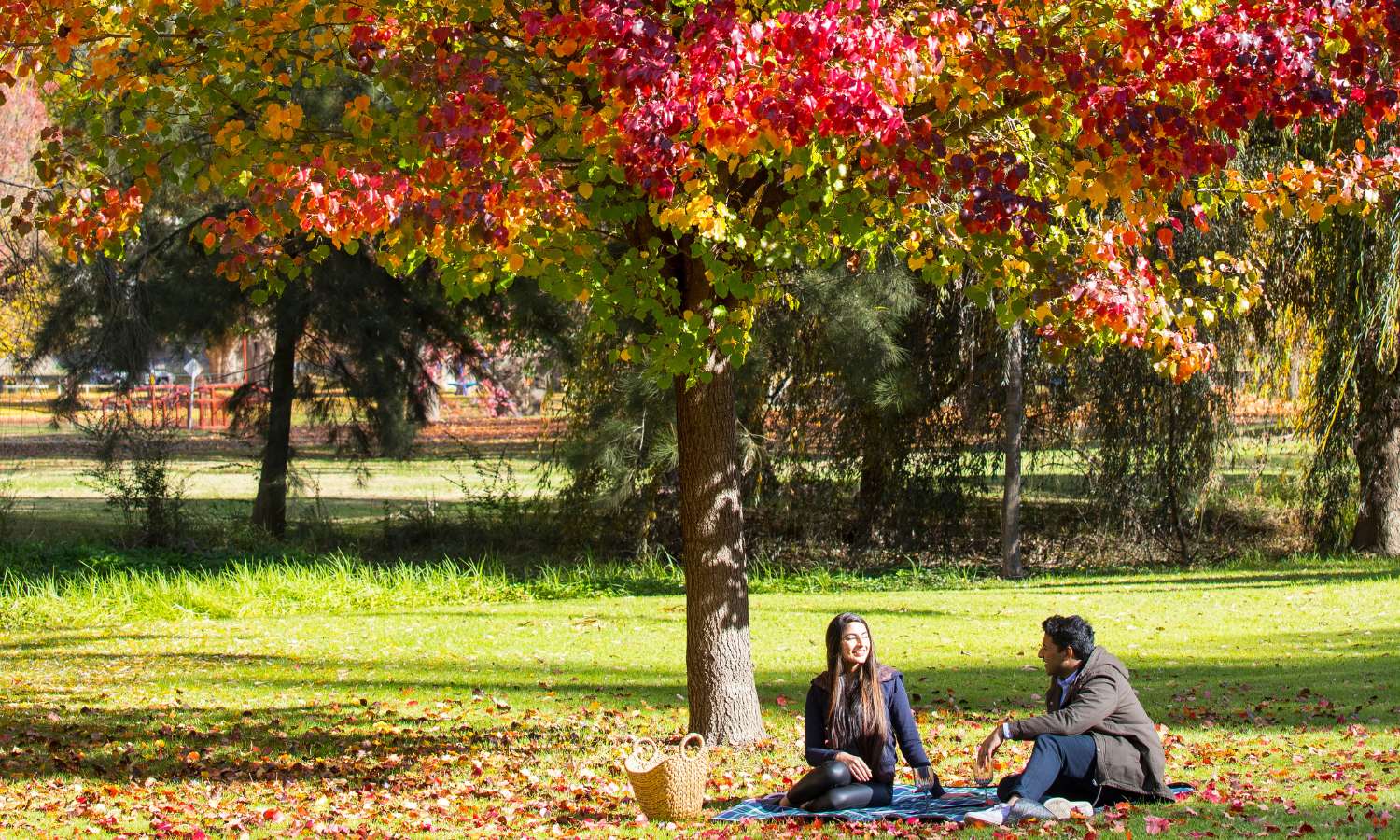 autumn leaves nsw 