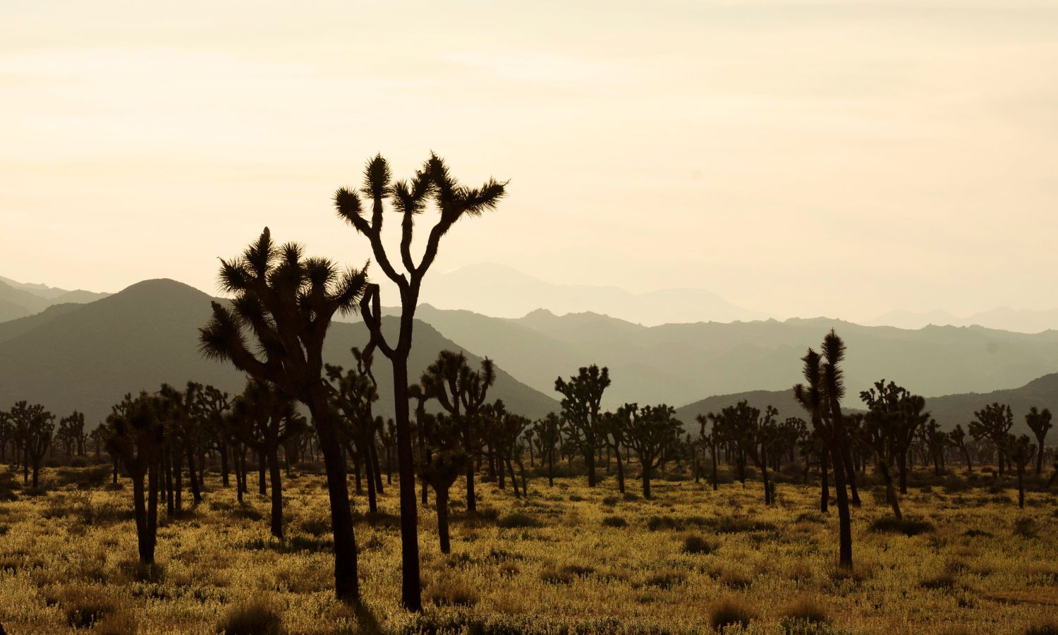 best things to do palm springs