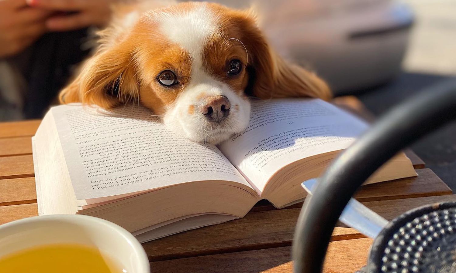 best dog-friendly cafes sydney 