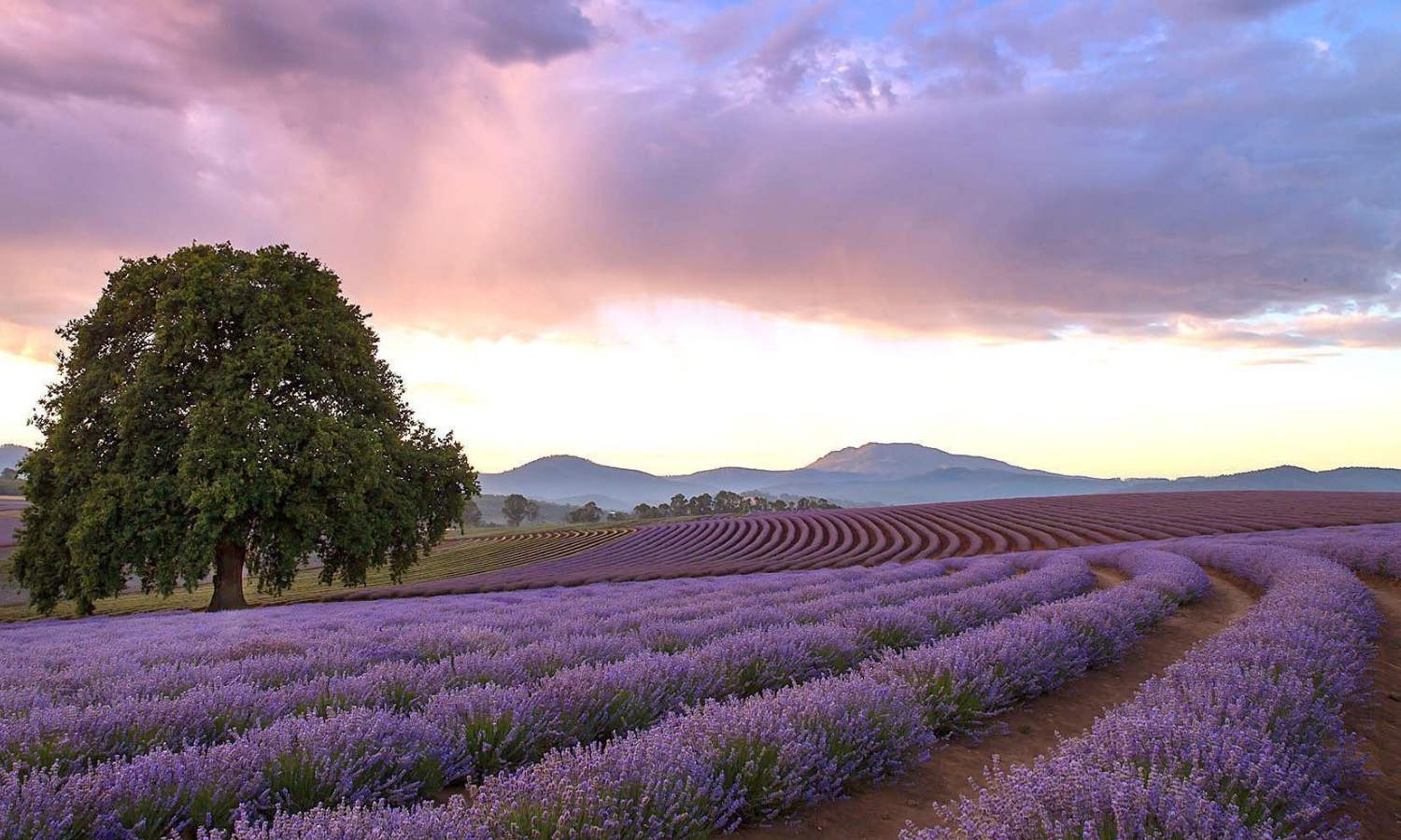 where to see spring flowers hobart