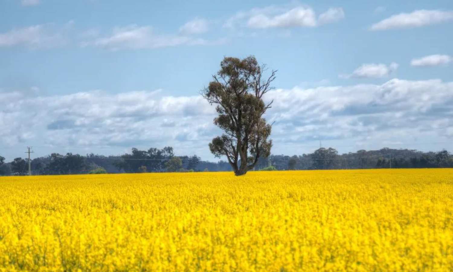 where to see spring flowers melbourne
