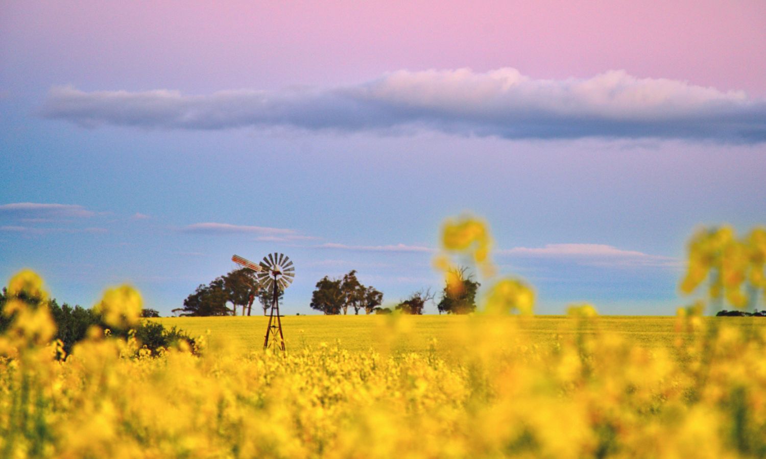 where to see spring flowers perth
