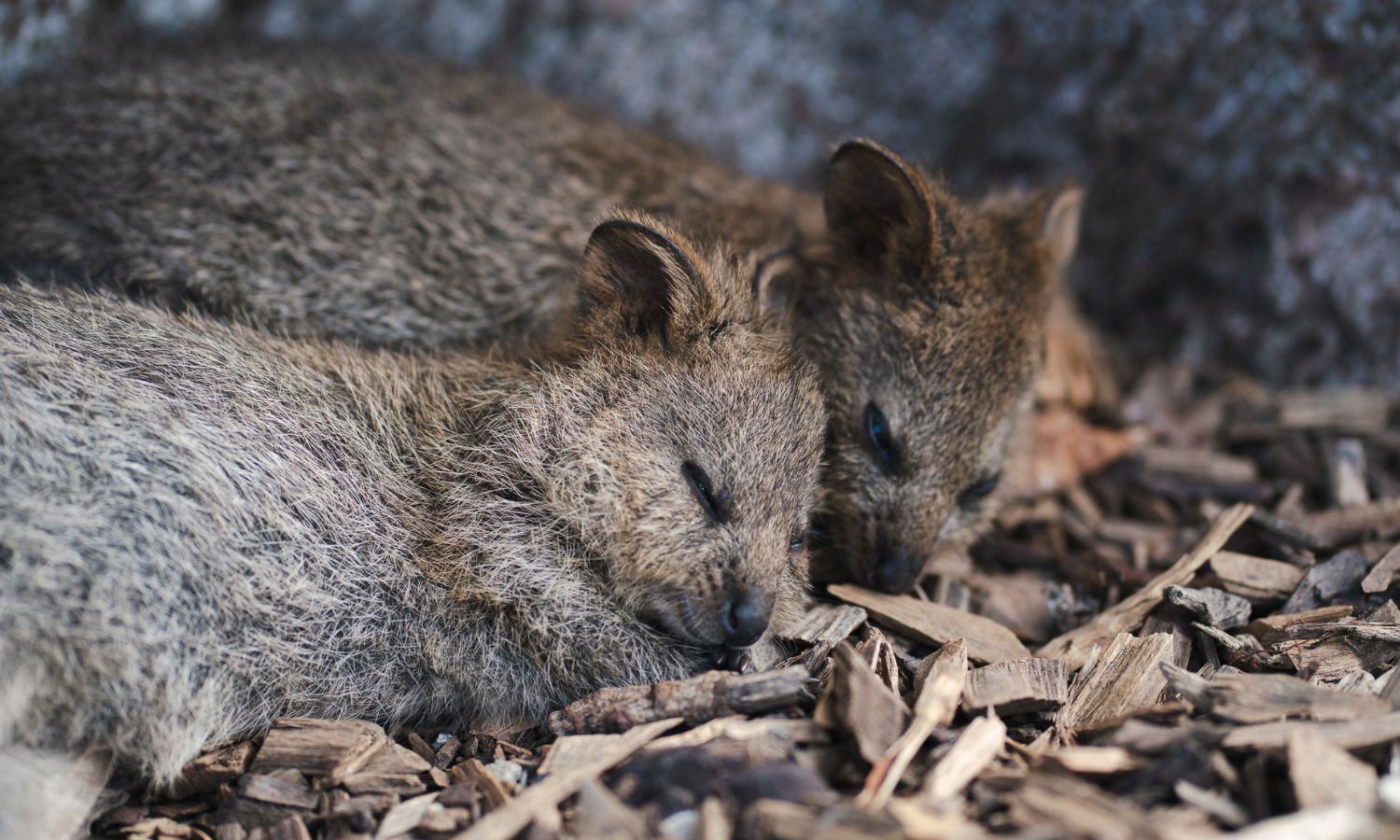 things to do perth