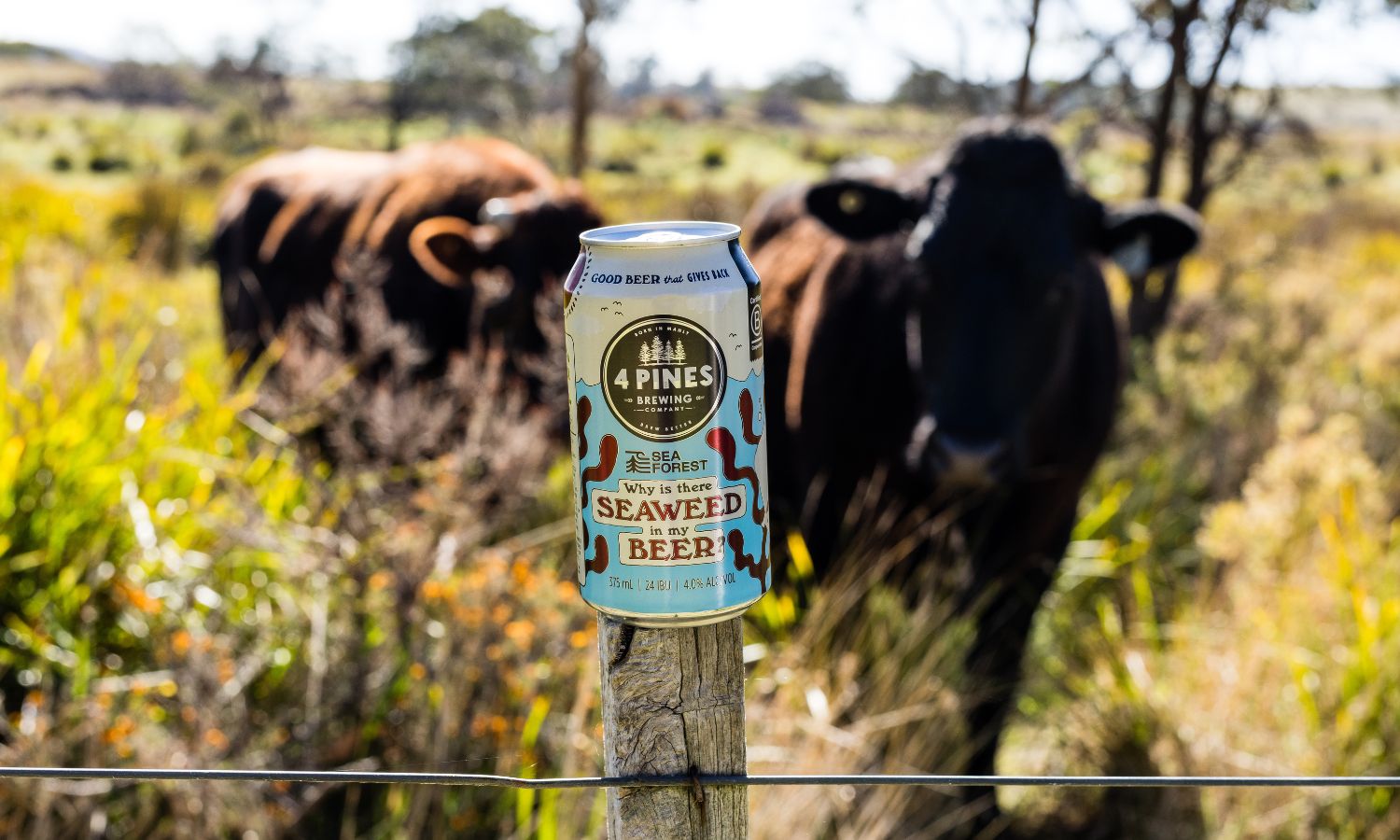 4 Pines Brewing Co's Seaweed Beer
