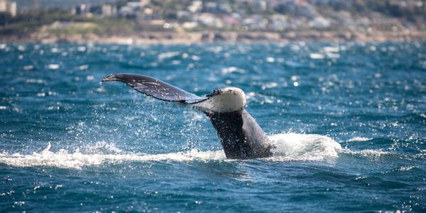 Whale season Sydney