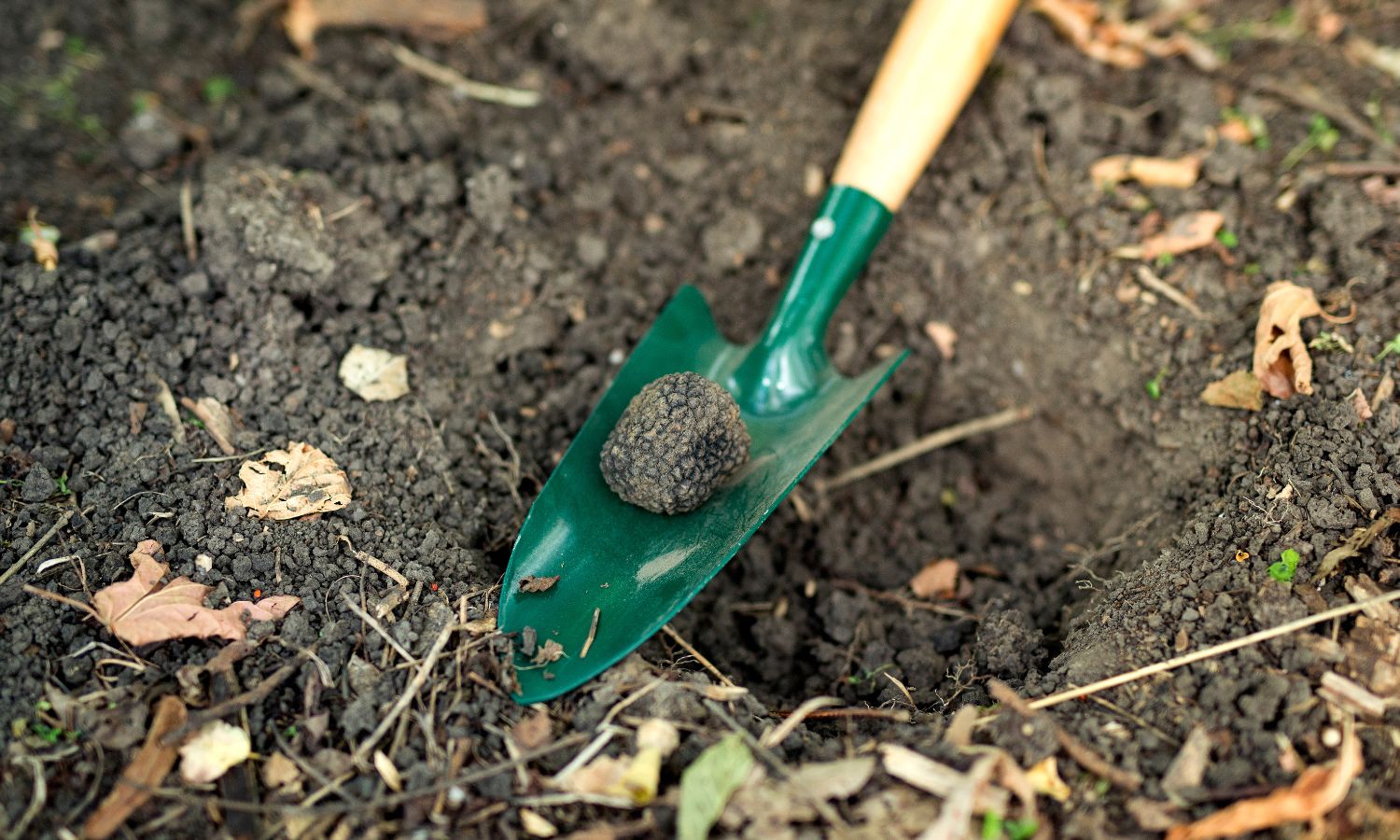 truffle hunting nsw