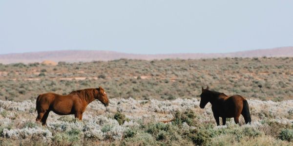 equine therapy australia