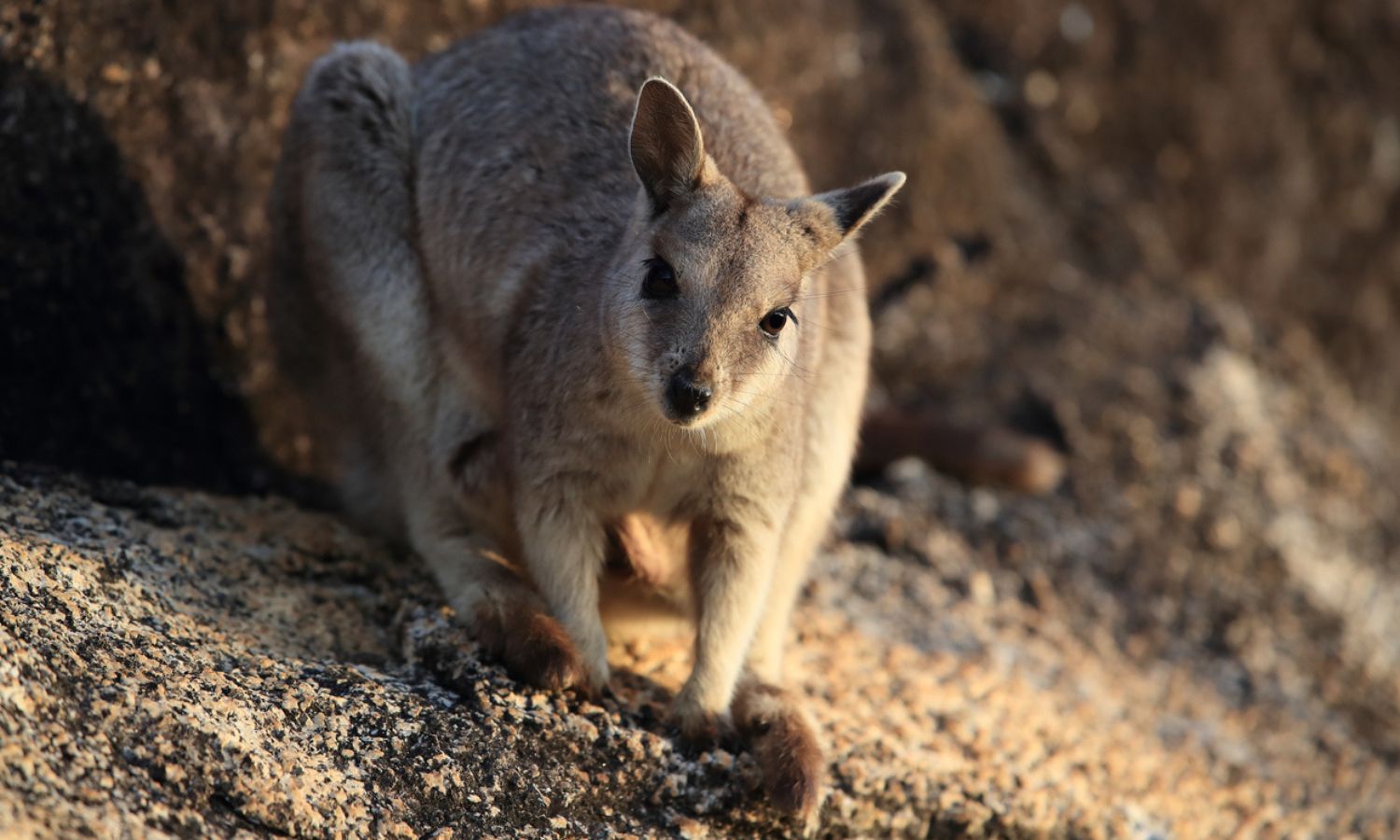 noctourism rock wallaby